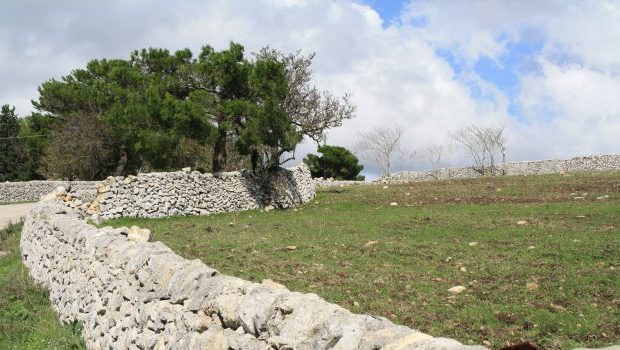 Ragusa, la rete anti uccelli fa strage: insorgono gli animalisti